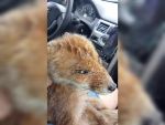 В Ростовской области ветеринар спасла травмированного лисенка