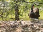 В Ростовском зоопарке пополнение: у пары черных лебедей вылупились 7 птенцов