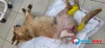 Донские волонтеры спасают пса с жуткими ранами и травмами