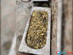 В Ростовской области грибник собрал целую ванну зеленушек