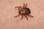 На Дону зарегистрирован случай заражения иксодовым клещевым боррелиозом