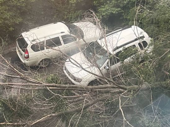 В Ростове на Таганрогской огромное дерево упало возле многоэтажки