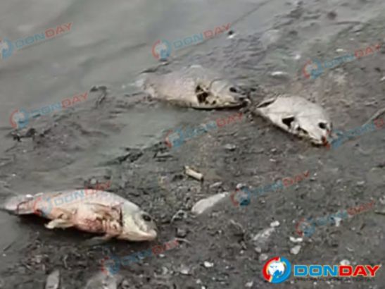 В реке Казачка под Батайском из-за обмеления погибла рыба