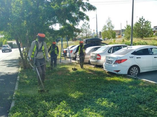 В Ростове ликвидировали более 2,8 тысячи гектаров сорной травы