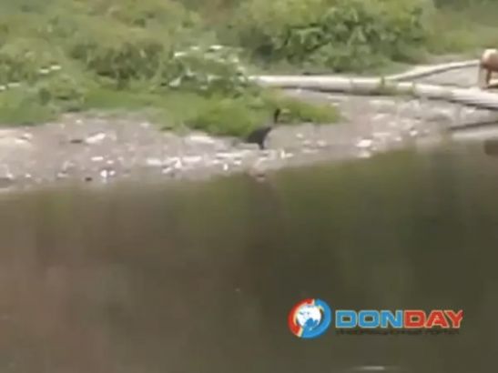 В Ростовской области у водоема заметили редкую морскую птицу — баклана
