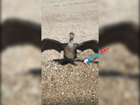 Девушка искупалась на Должанской косе вместе с бакланом