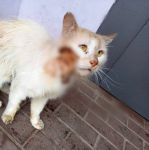 Ростовчанка спасает кота с порванной щекой и страшным заболеванием