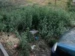 Заросли амброзии в Днепровском в Ростове покосят в начале августа