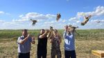 В естественную среду обитания в Ростовской области выпустили 500 особей фазанов