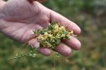 Из-за зарослей повилики в Ростовской области ввели карантин на площади 719 гектаров