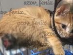 Донские волонтеры спасают котенка с жуткой открытой раной под хвостом