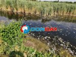 В реке Меловой Ростовской области обнаружили массовый мор рыбы