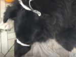 Донские волонтеры помогают собаке, которую заживо едят опарыши