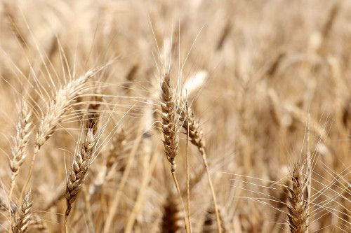 Власти Ростовской области направят обращение в правительство РФ в поддержку аграриев