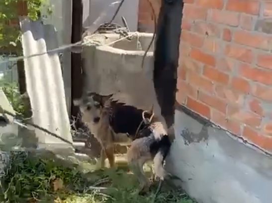 В Батайске спасатели вытащили собаку, которая угодила в колодец с холодной водой