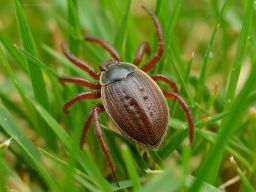 В Ростовской области с начала года клещи покусали более пяти тысячи человек