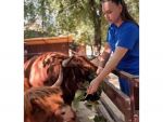 В парк "Лога" Ростовской области приехали коровы породы Хайленд
