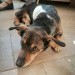 Парализованному псу из Сальска ищут семью и дом в Северной столице