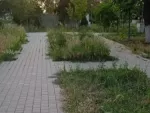 Трава разрослась в парке «70 лет Победы» в Шахтах