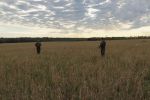 В Ростовской области установили лимиты на добычу диких животных