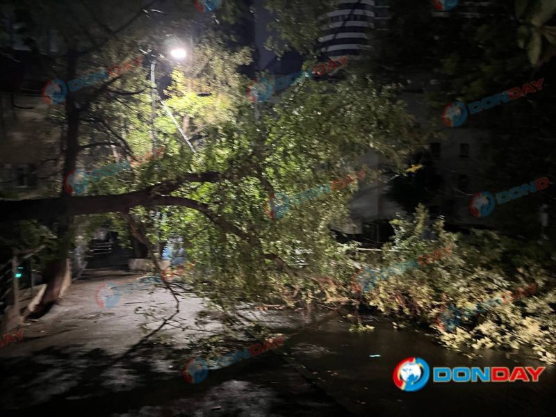 В центре Ростова гигантская упавшая ветка перегородила дорогу и тротуар
