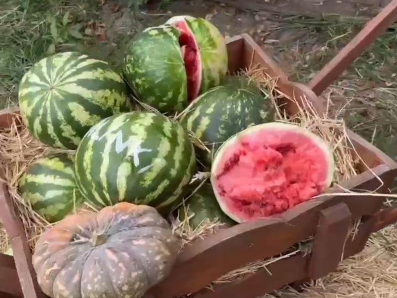 В донском парке птиц «Малинки» неизвестные разбили фотозону