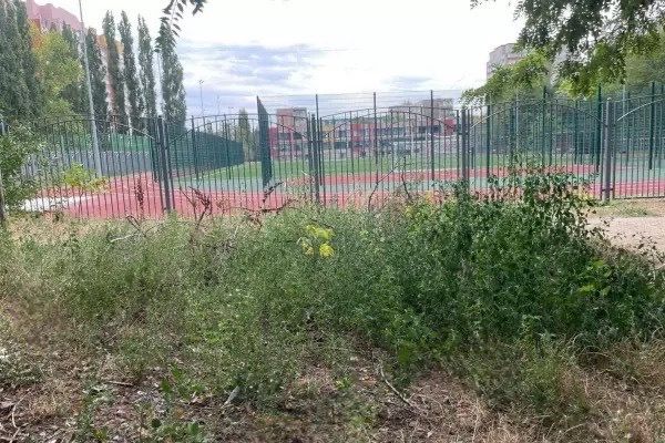 Восьмой карантин из-за амброзии ввели еще в одном районе Ростовской области
