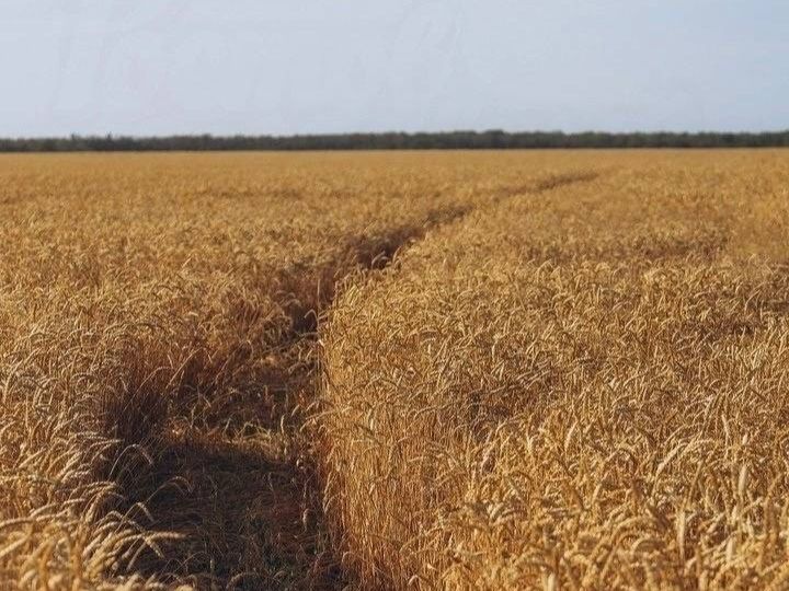 В Кагальницком районе Ростовской области объявили режим ЧС из-за почвенной засухи