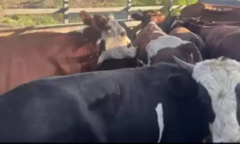 На Дону задержали банду мужчин, подозреваемых в воровстве коров с пастбищ