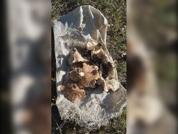 В Ростовской области после сильных дождей грибники собрали много грибов
