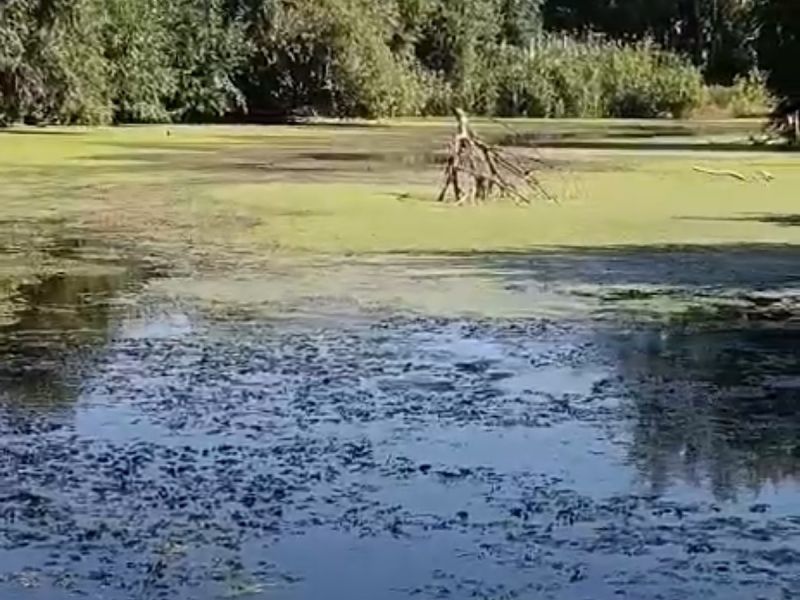 В реке Гнилуше в Красном Сулине начали гнить водоросли