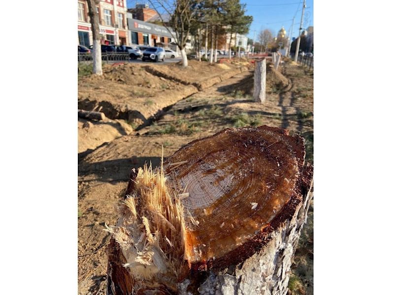 Здоровые ели, которые вырубили в Новочеркасске по документам были признаны аварийными