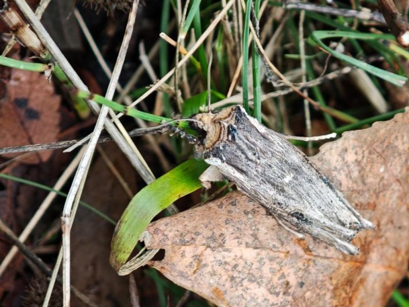 В Волгодонском районе Ростовской области обнаружили редкую бабочку, которая поедает растения