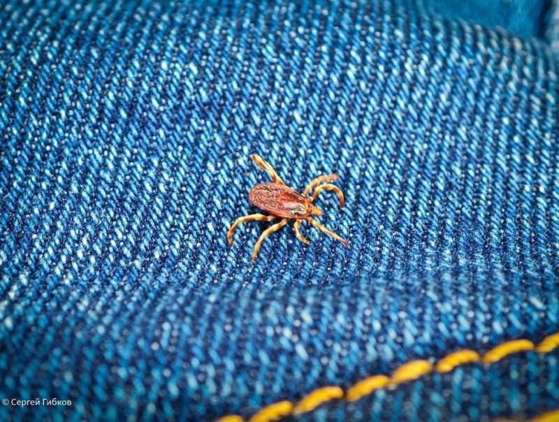 В середине осени в Ростовской области проснулись холодолюбивые клещи