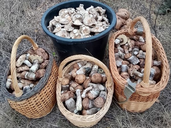 В Ростовской области грибники собрали ведра груздей и обабков