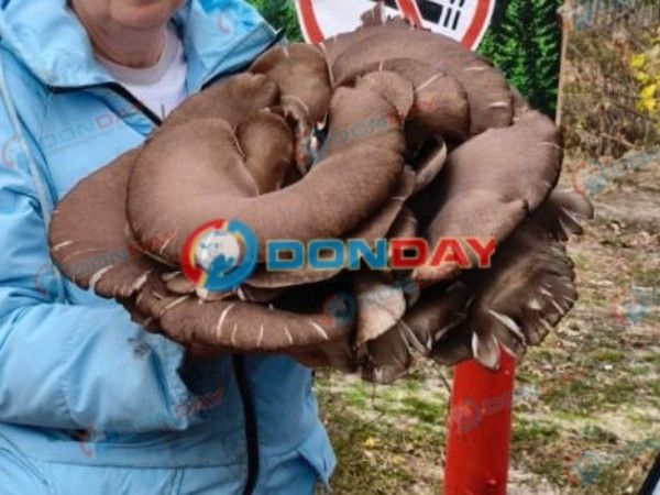 В Ростовской области грибники нашли огромную вешенку