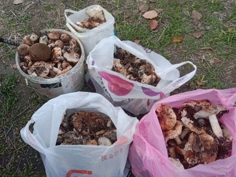 В Аксайском районе грибники собрали полные пакеты сыроежек