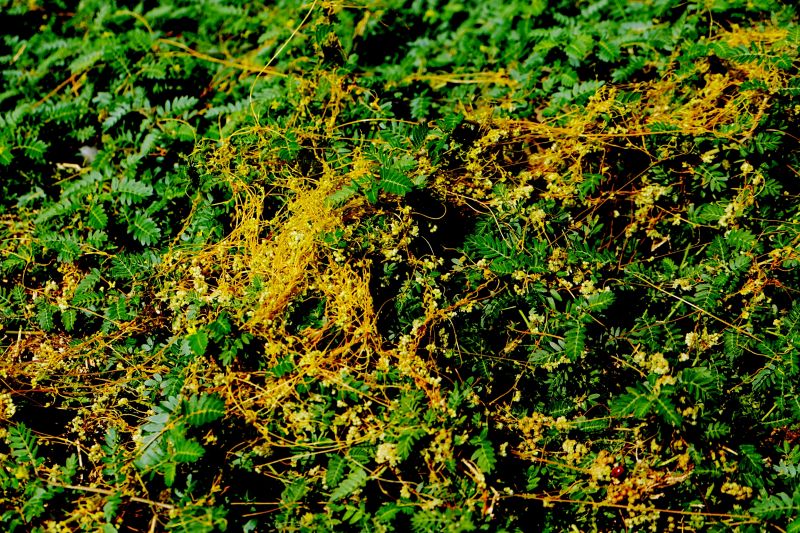 В Ростовской области вновь вводятся карантинные меры из-за распространения повилики