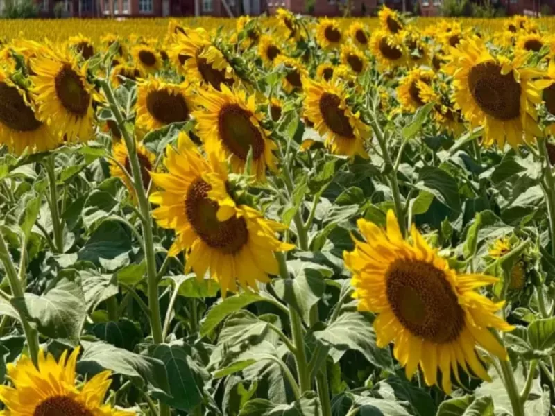 В двух партиях подсолнечника на складе в Аксайском районе нашли семена амброзии