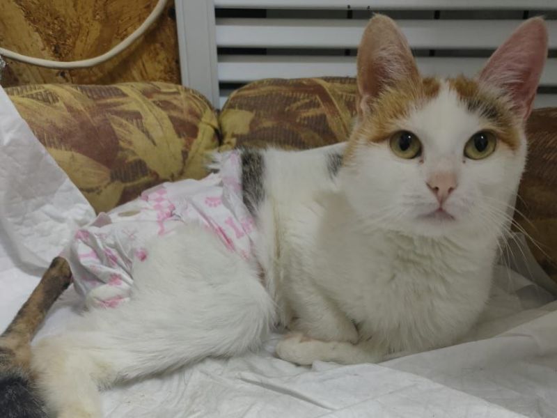 Донские волонтеры ищут любящую семью и  дом кошке-спинальнице