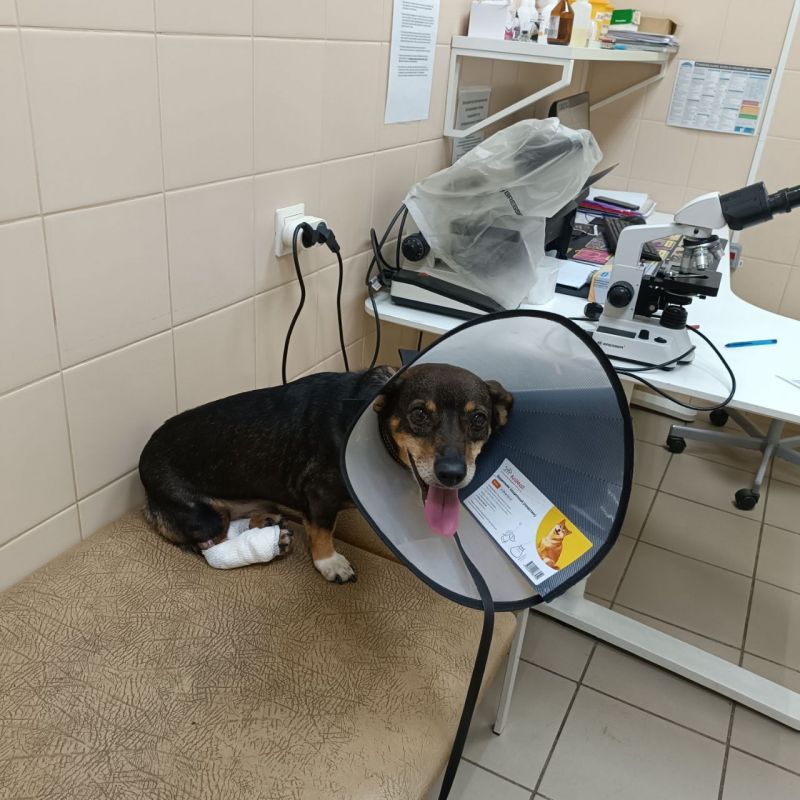 В лапу парализованной собаки из Ростовской области вживили титановый имплантат.