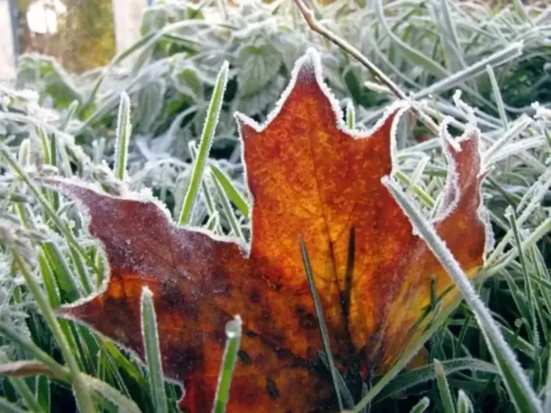 Ростовскую область накроют заморозки и сильный ветер в ближайшие сутки