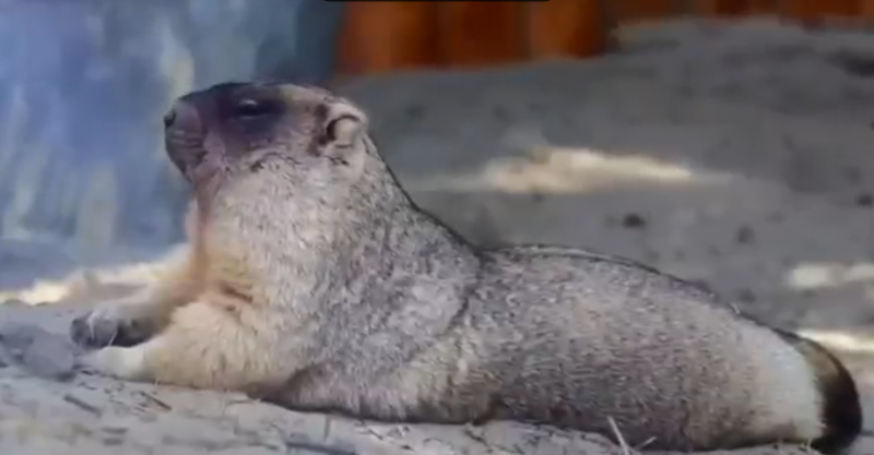 В преддверии зимней спячки байбаков специалисты ростовского зоосада готовят им уютные норки