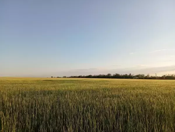 Донские аграрии получат отсрочку по кредитам после недавних заморозков и засухи