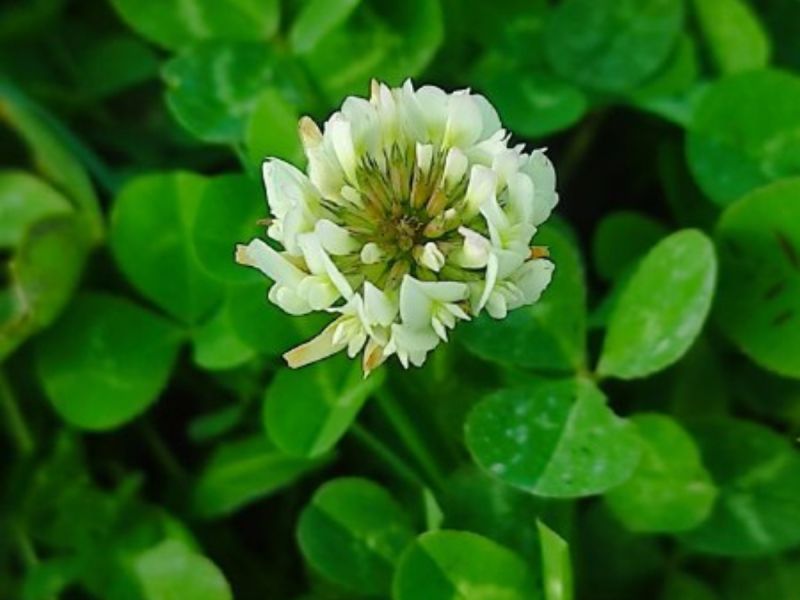 В конце ноября в Ростовской области наблюдается «ложная весна»