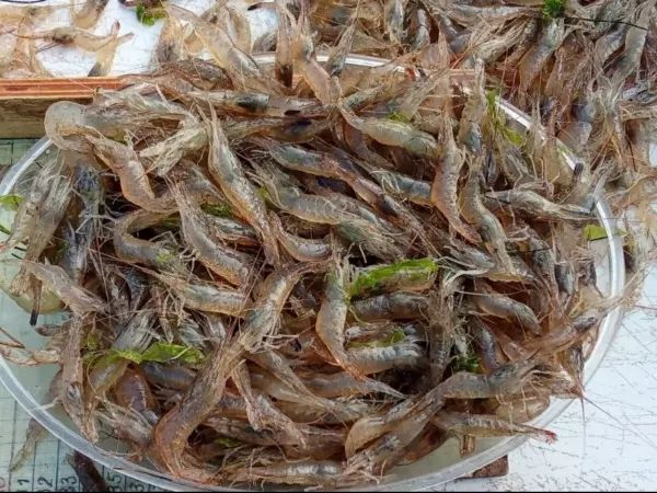 С начала 2025 года в Азовском море выловили 350 тонн креветок