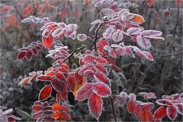 В Ростовскую область придут заморозки в конце ноября