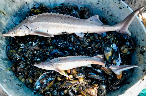 В Ростове зафиксирована самая низкая цена на свинину в Ростовской области