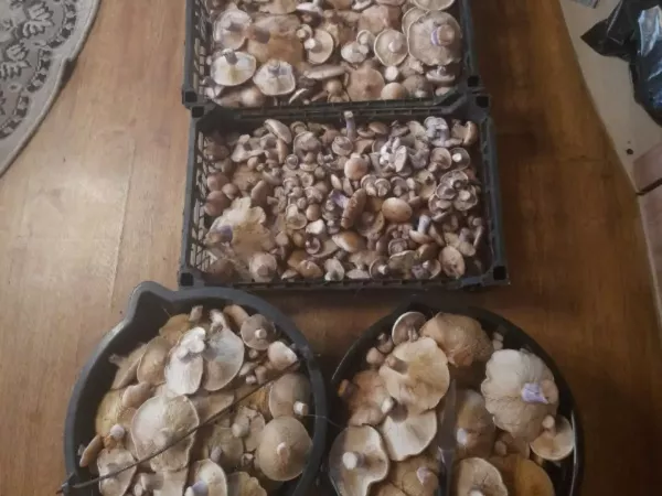 Названы районы Ростовской области, где больше всего растет грибов синеножек