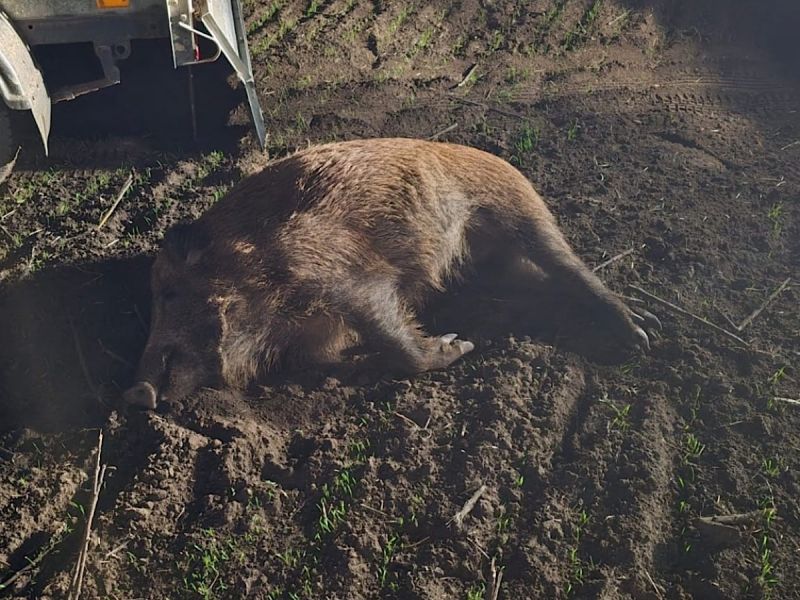 Незаконно подстрелили 8 кабанов в Ростовской области